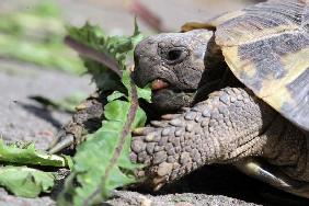 Landschildkröte frisst Löwenzahn