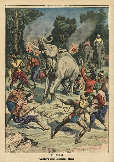 Catching a white elephant in Siam, illustration from ''Le Petit Journal'', supplement illustre, 10th from French School