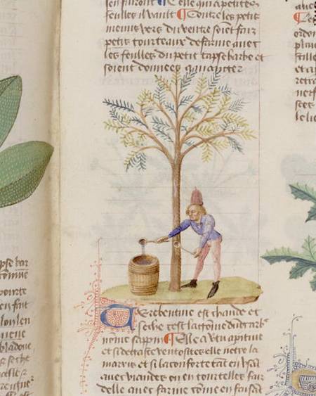 Collecting Turpentine, from 'Grand Herbier' by Pedanius Dioscorides c.40-90 AD) from French School