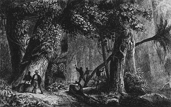 Forest Opening from ''Bresil, Columbie at Guyanes'', Ferdinand Denis and Cesar Famin 1839 from French School