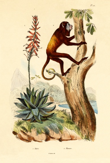 Aloe vera from French School, (19th century)