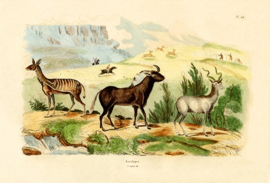 Antelopes from French School, (19th century)
