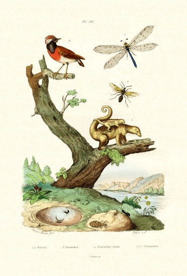 Ants from French School, (19th century)
