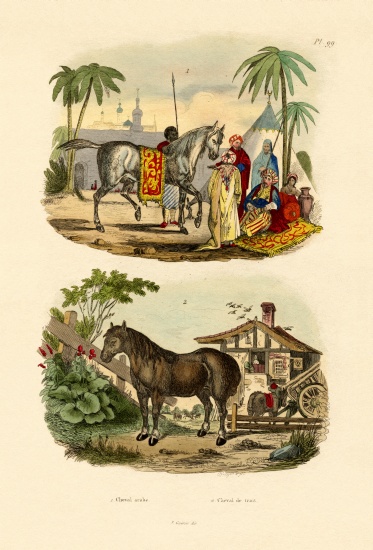 Arab Horse from French School, (19th century)