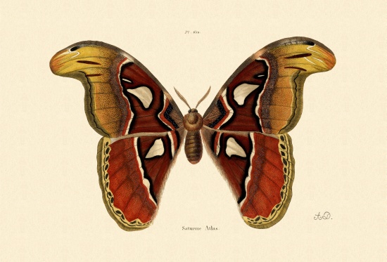 Atlas Moth from French School, (19th century)