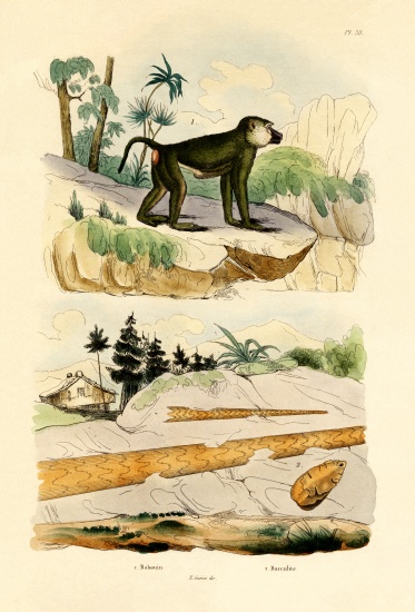 Baboon from French School, (19th century)