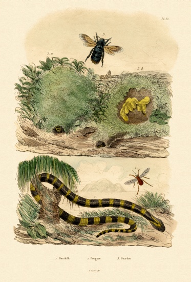 Banded Krait from French School, (19th century)