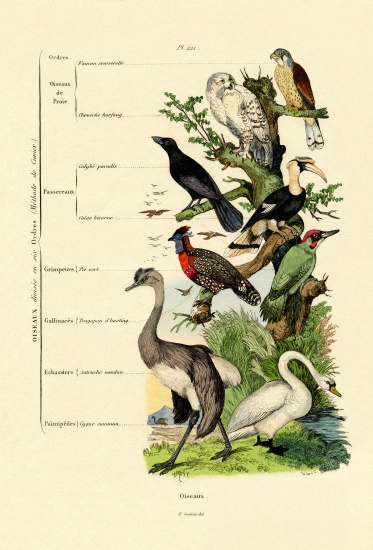 Birds from French School, (19th century)
