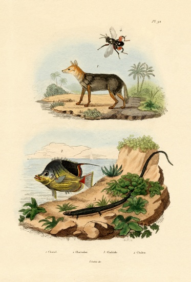 Black-backed Jackal from French School, (19th century)