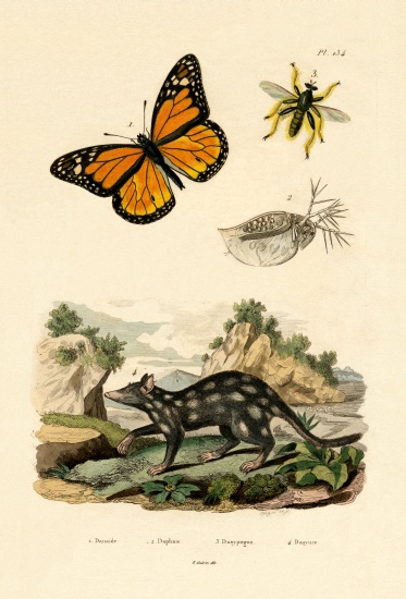Butterfly from French School, (19th century)