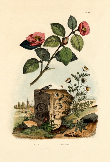 Camellia from French School, (19th century)