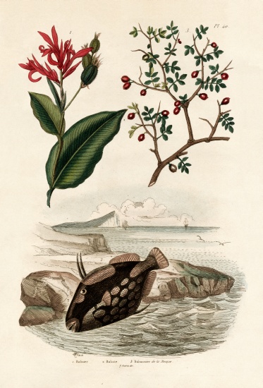 Canna from French School, (19th century)