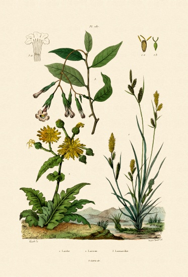 Carex from French School, (19th century)