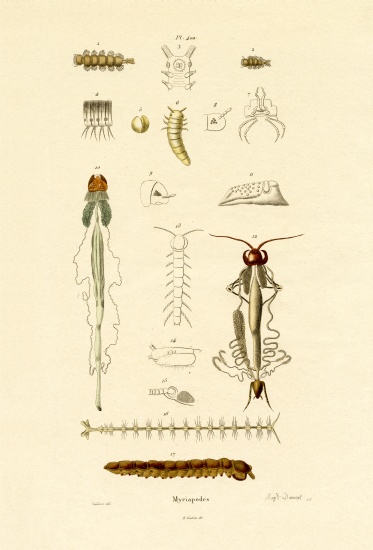 Centipede from French School, (19th century)