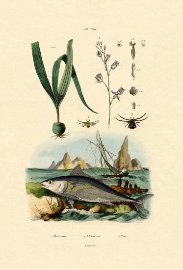 Crab Spider from French School, (19th century)