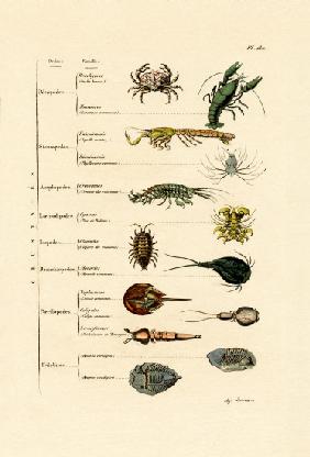 Crustaceans