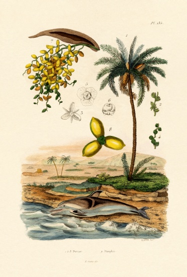 Date Palm from French School, (19th century)