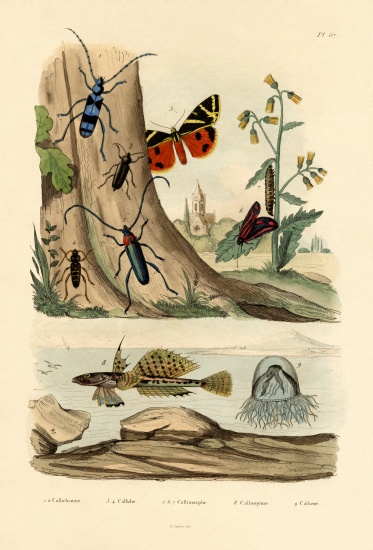 Dew Moth from French School, (19th century)