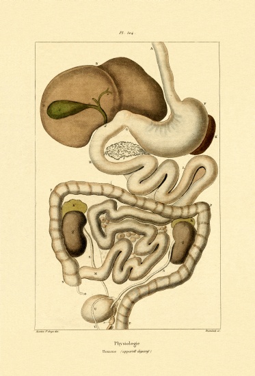 Digestive System from French School, (19th century)