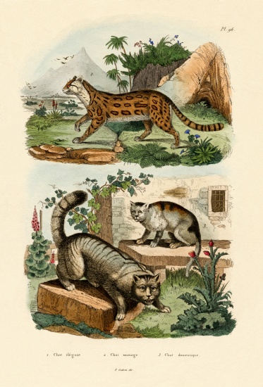 Domestic Cat from French School, (19th century)