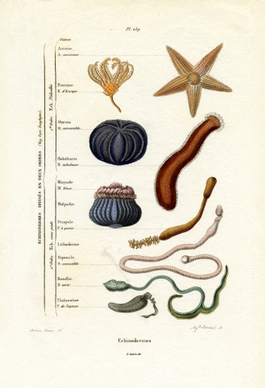 Echinoderms from French School, (19th century)