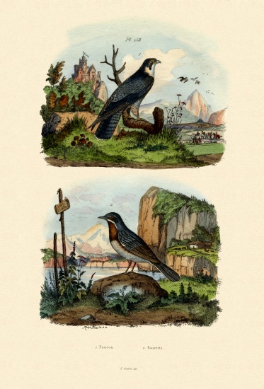 Falcon from French School, (19th century)