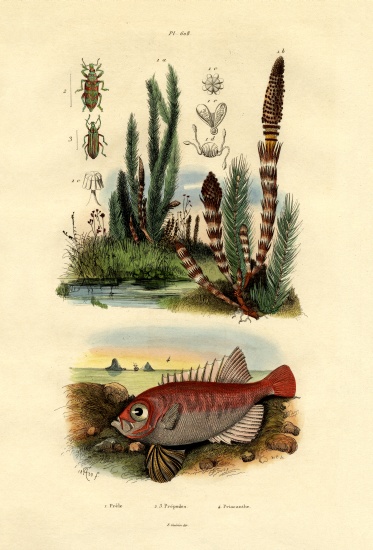 Field Horsetail from French School, (19th century)