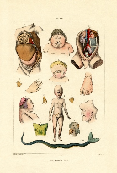 Freak from French School, (19th century)