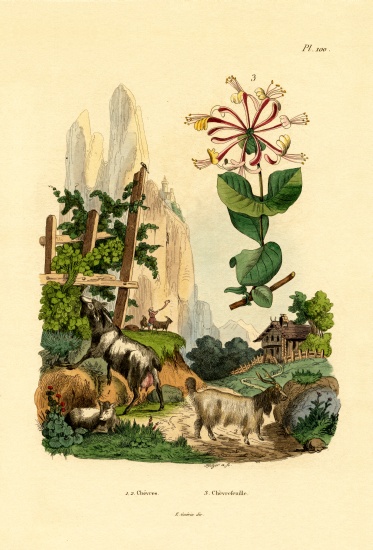 Goats from French School, (19th century)