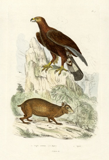 Golden Eagle from French School, (19th century)