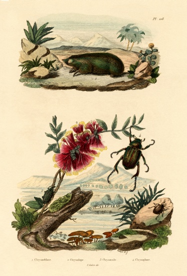 Golden Mole from French School, (19th century)