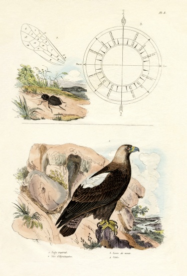 Imperial Eagle from French School, (19th century)