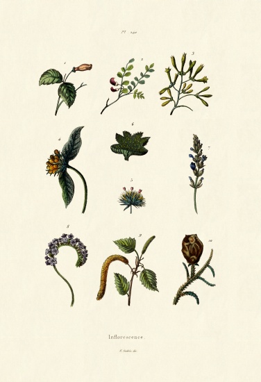Inflorescence from French School, (19th century)