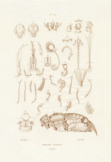 Insects from French School, (19th century)