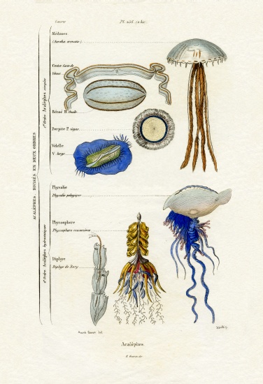 Jellyfish from French School, (19th century)