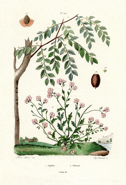 Jujube from French School, (19th century)
