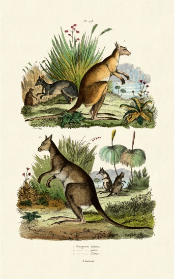 Kangaroos from French School, (19th century)