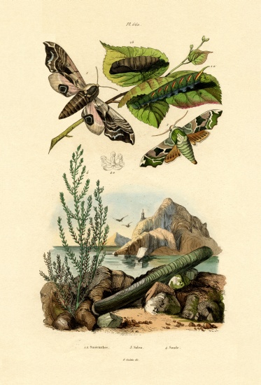Lime Hawkmoth from French School, (19th century)