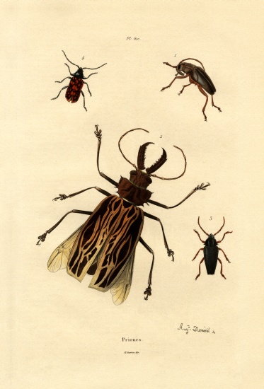 Long-horned Beetles from French School, (19th century)