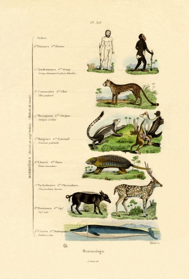 Mammalogy from French School, (19th century)