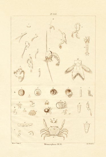 Metamorphosis from French School, (19th century)