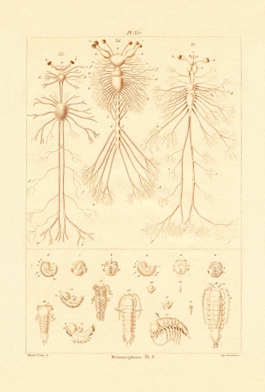 Metamorphosis from French School, (19th century)