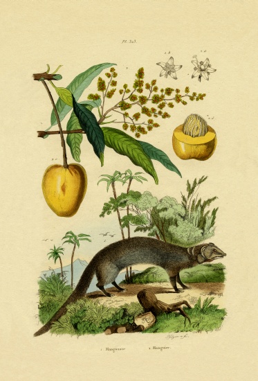 Mongoose from French School, (19th century)