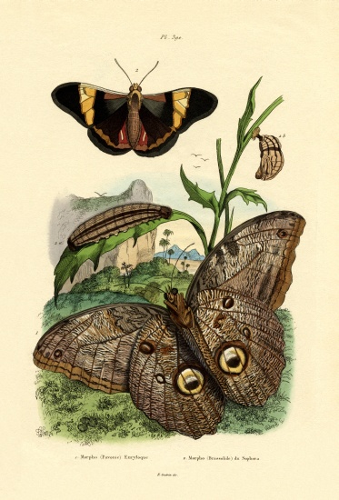 Morpho from French School, (19th century)