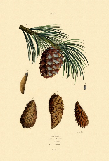 Mountain Pine from French School, (19th century)