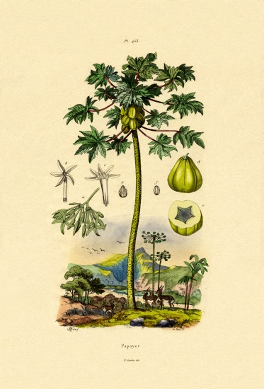 Papaya from French School, (19th century)