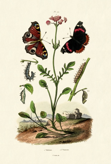 Peacock Butterfly from French School, (19th century)