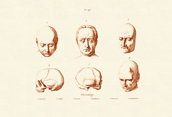 Phrenology from French School, (19th century)