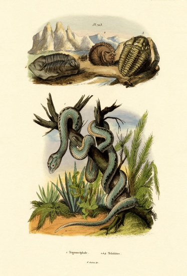 Pit Viper from French School, (19th century)