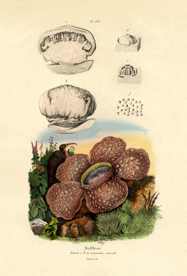 Rafflesia from French School, (19th century)